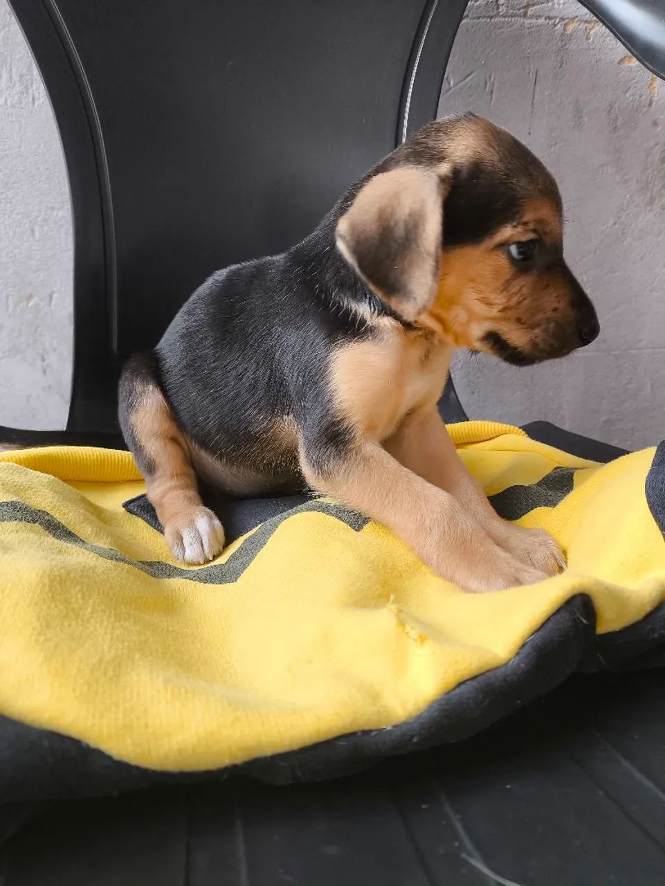 Machos fêmeas  - Foto 2