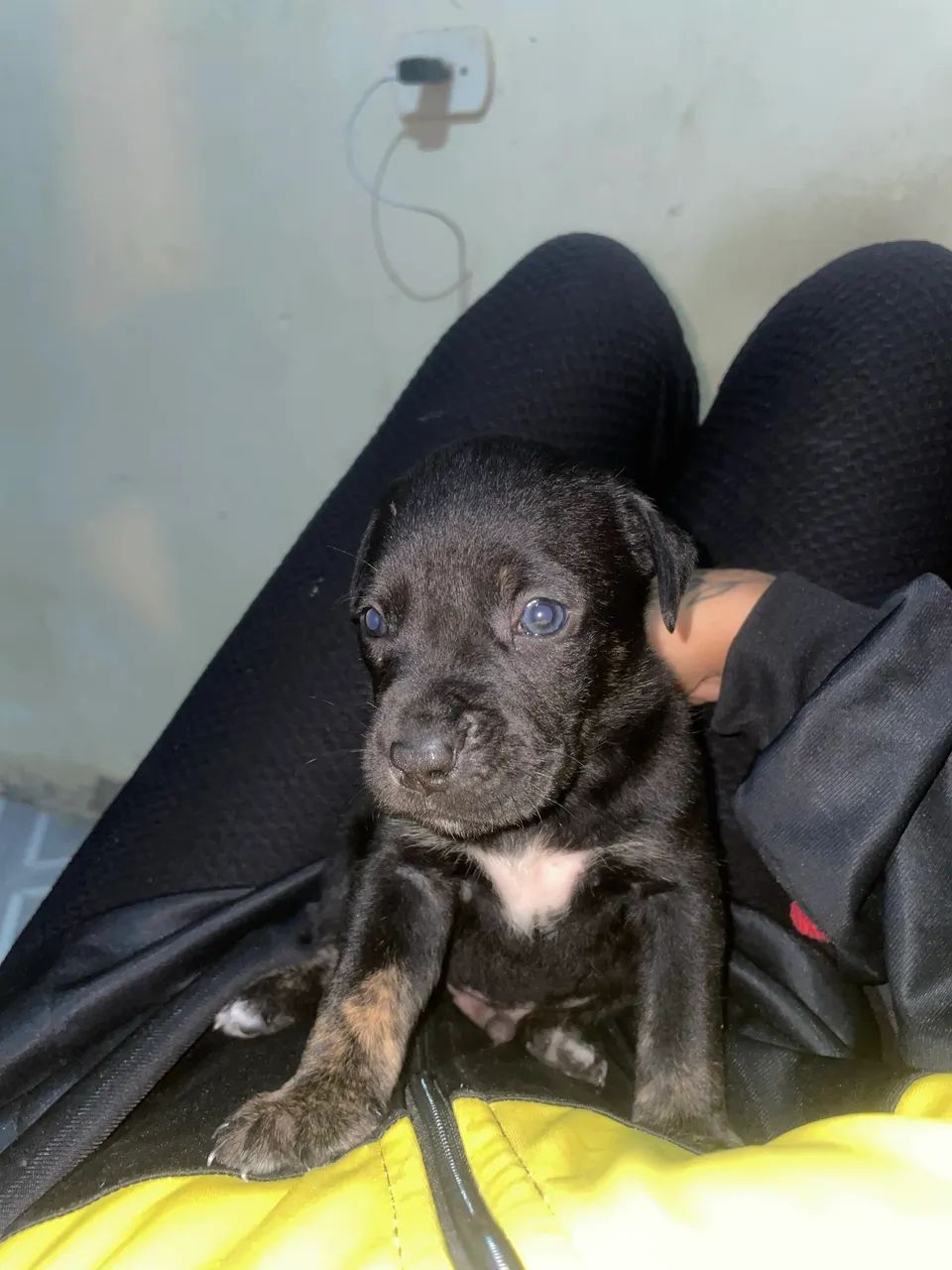 Doasse filhote de pitbull  - Foto 2