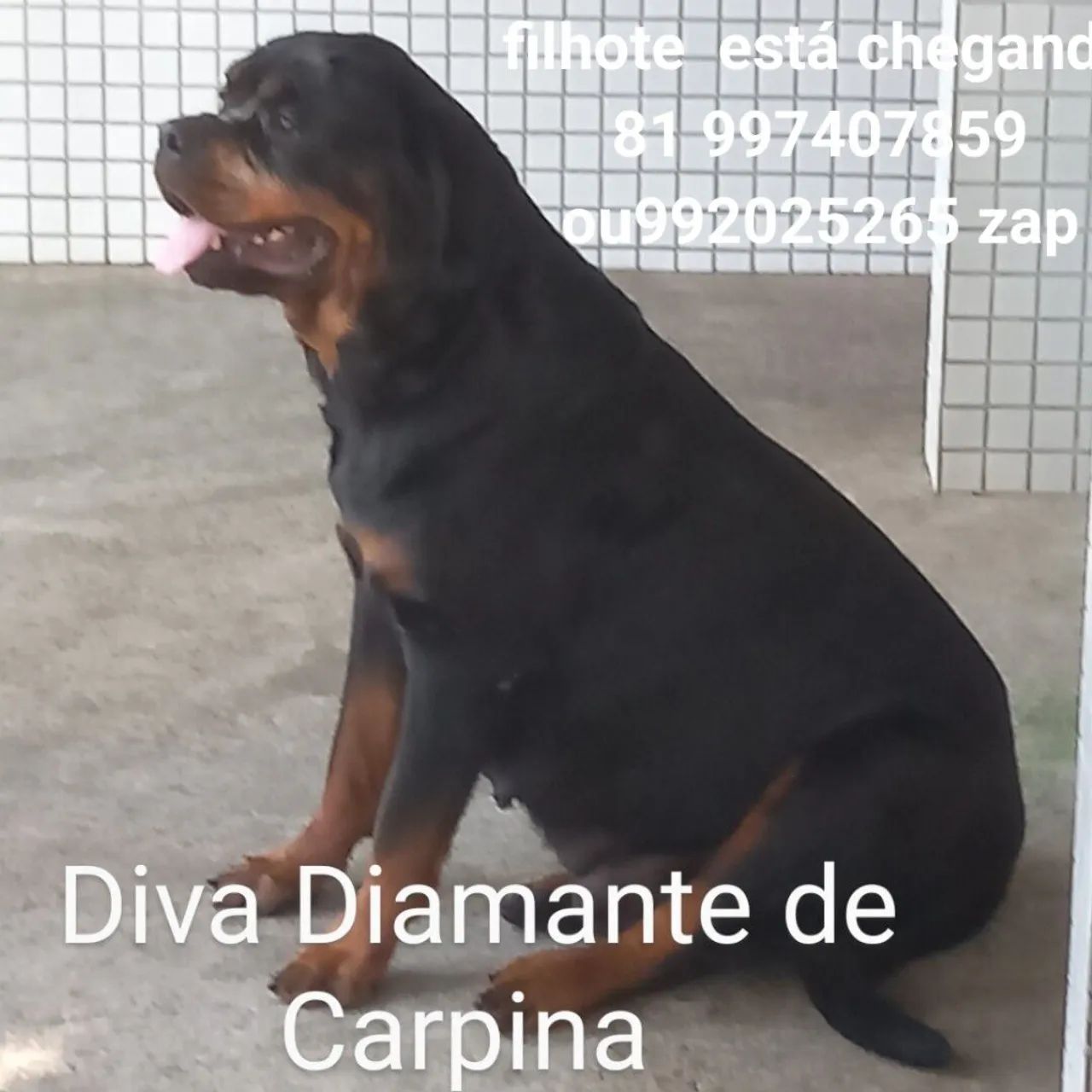 cachorro  - Foto 2