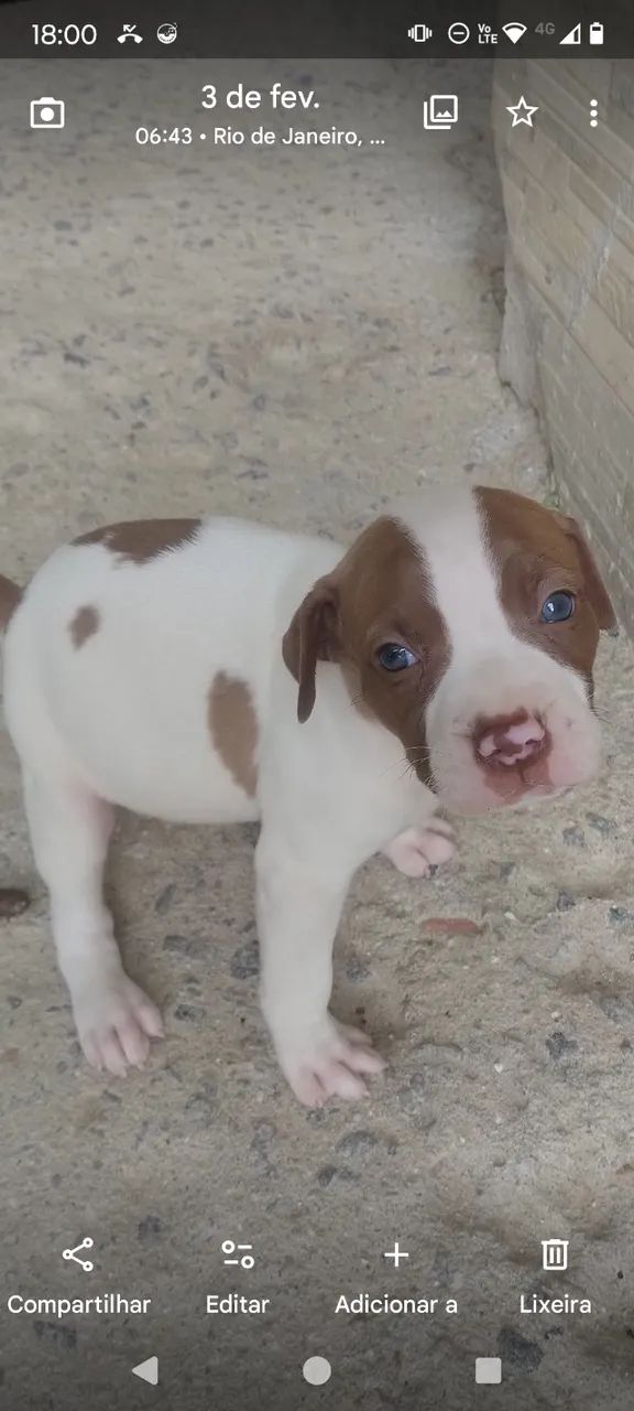 Pitbull red nose  - Foto 6