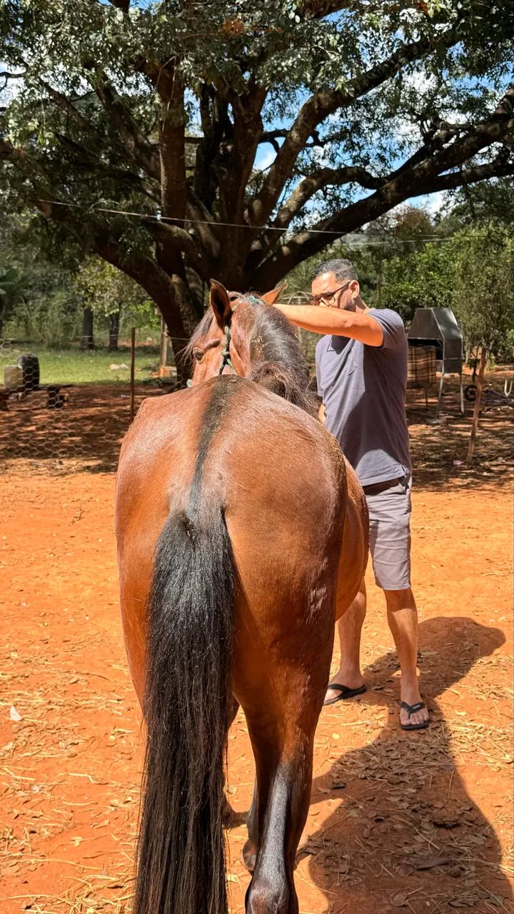 Cavalo mangalarga  - Foto 2