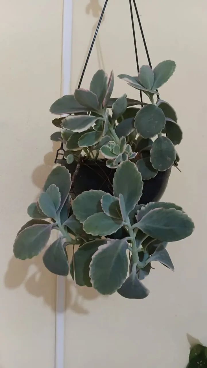 Plantas - Foto 4