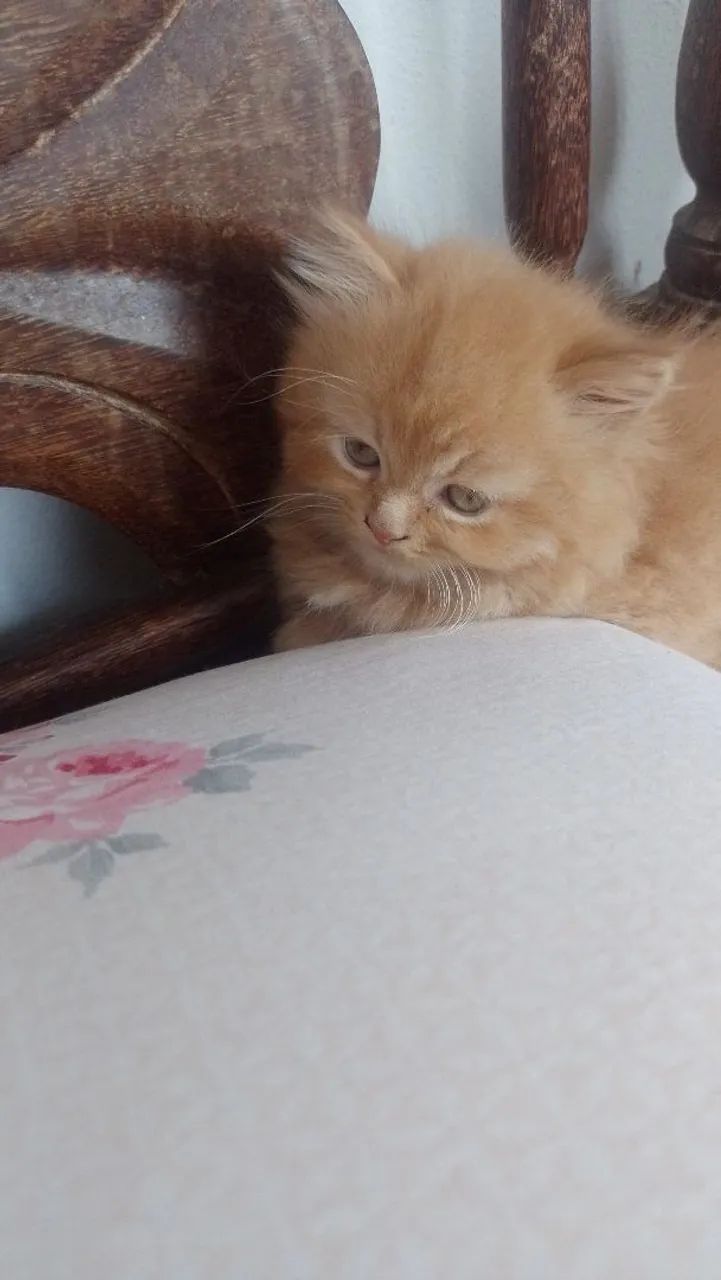 Gato persa - Foto 2