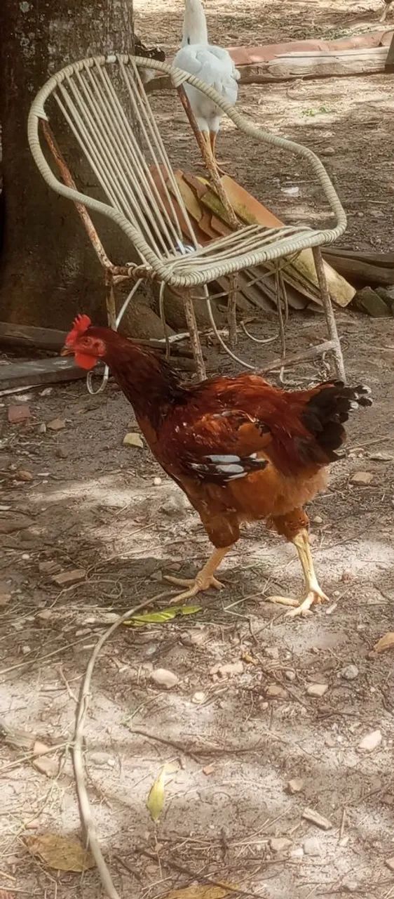 Frango GSB de Ótima Linhagem R$ 200,00 - Foto 3