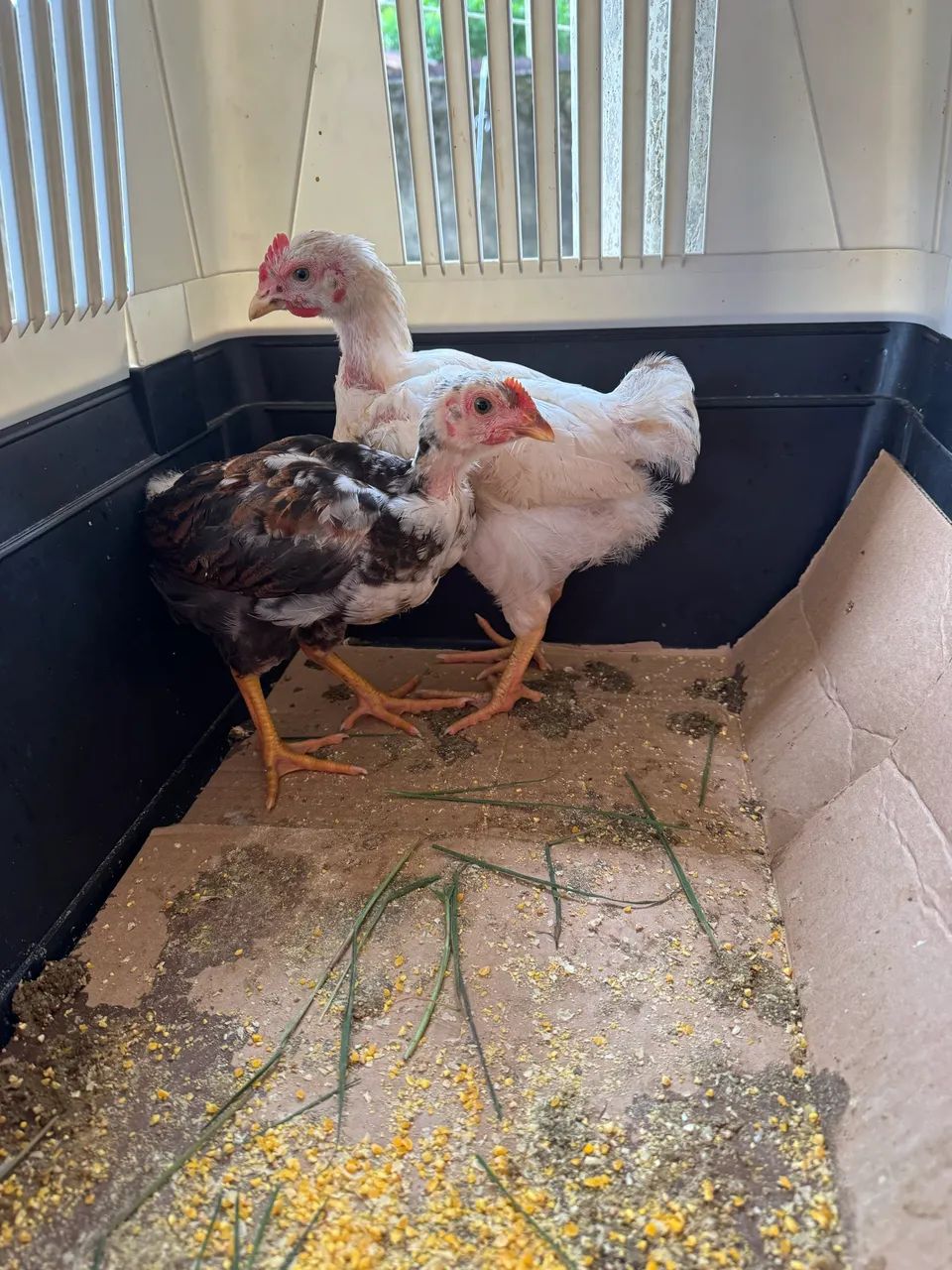 Pintos gsb e Brhama  - Foto 3