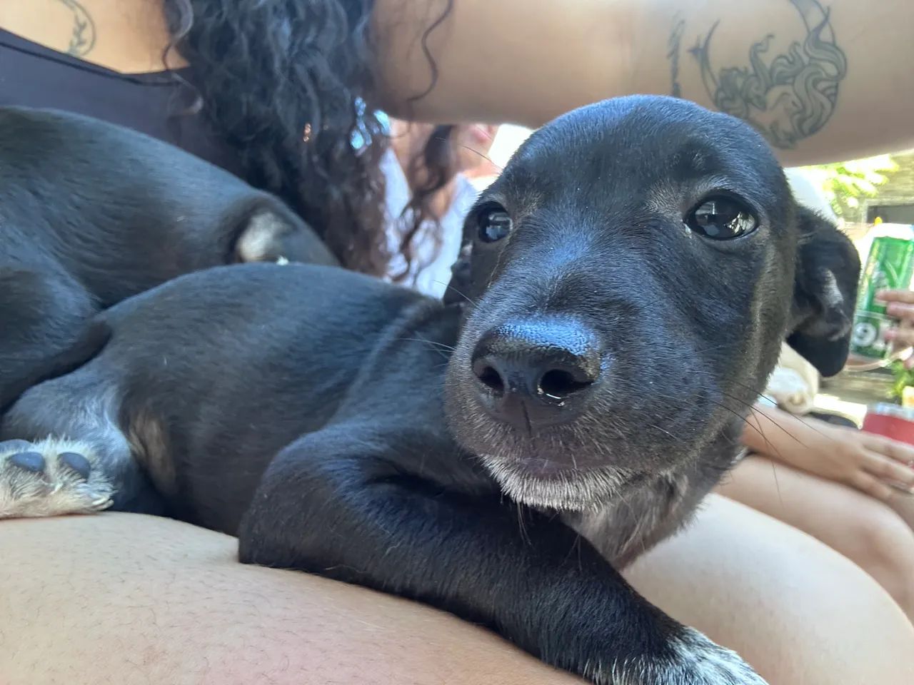 Cachorro para doação  - Foto 4