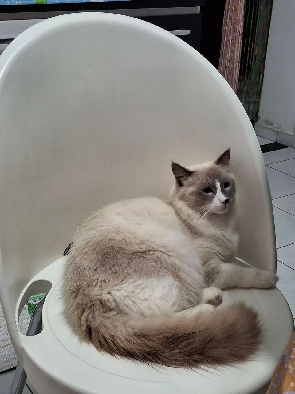 Gato - Foto 3