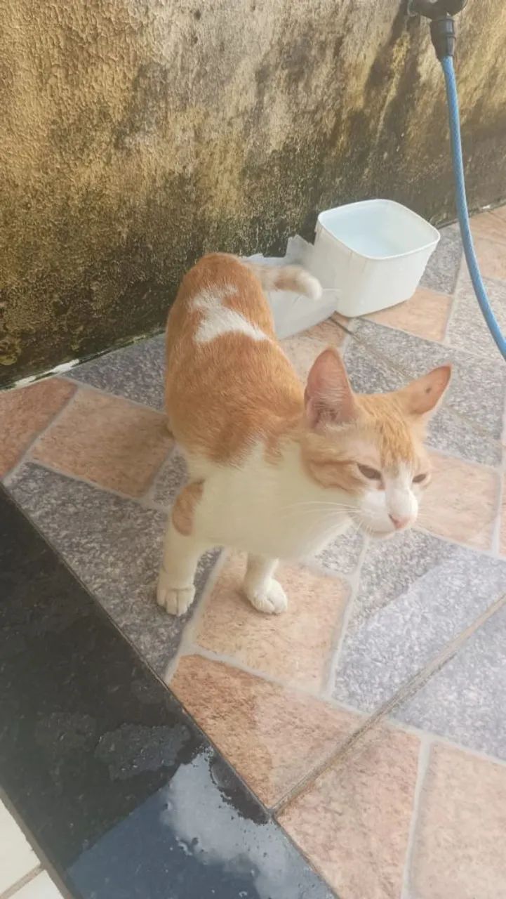 Gatinho - Foto 2