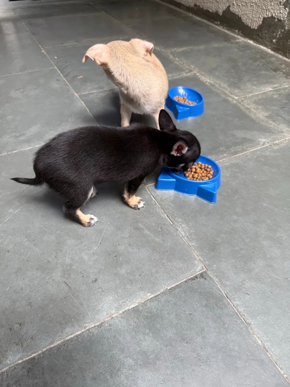 Chihuahua  - Foto 4