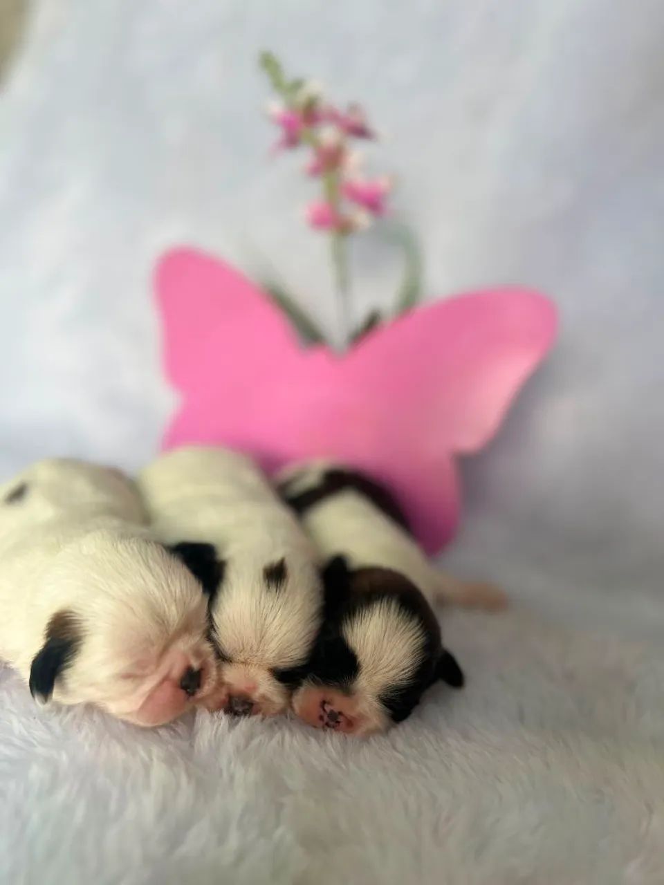 Shih Tzu  - Foto 3