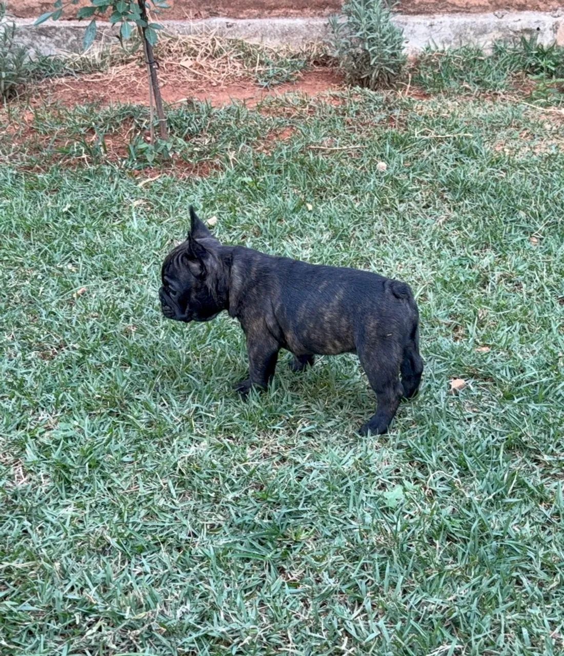 Bulldog Macho  - Foto 3