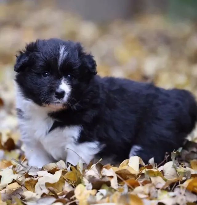 Filhotes de Border Collie | Alegres, saudáveis e carinhosos.