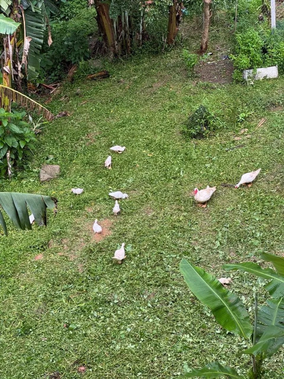 Patos - Foto 2