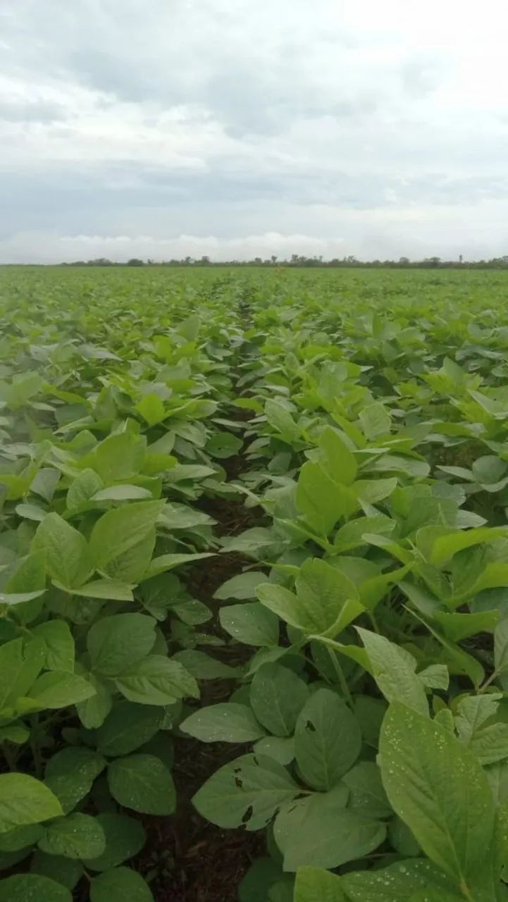 Vendo sitio 40 alqueiro de planta .. - Foto 3