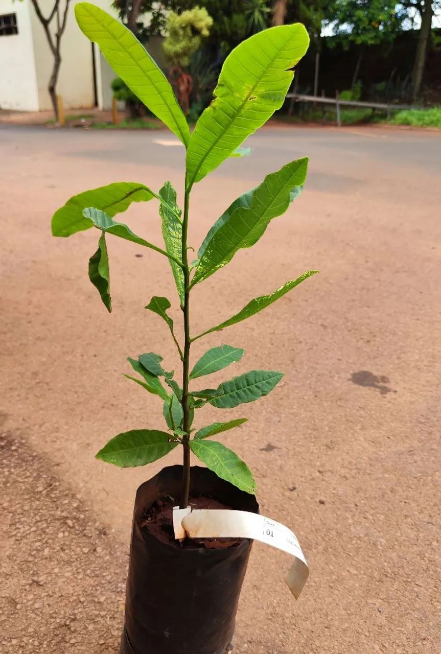 Mudas frutíferas em Ribeirão Preto  - Foto 4