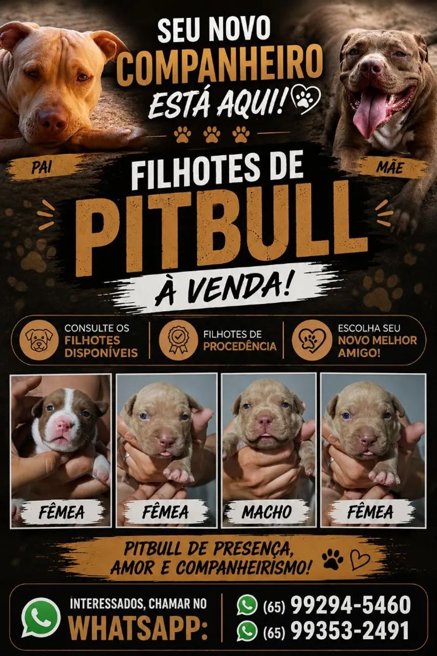 Filhote Pitbull - Foto 2