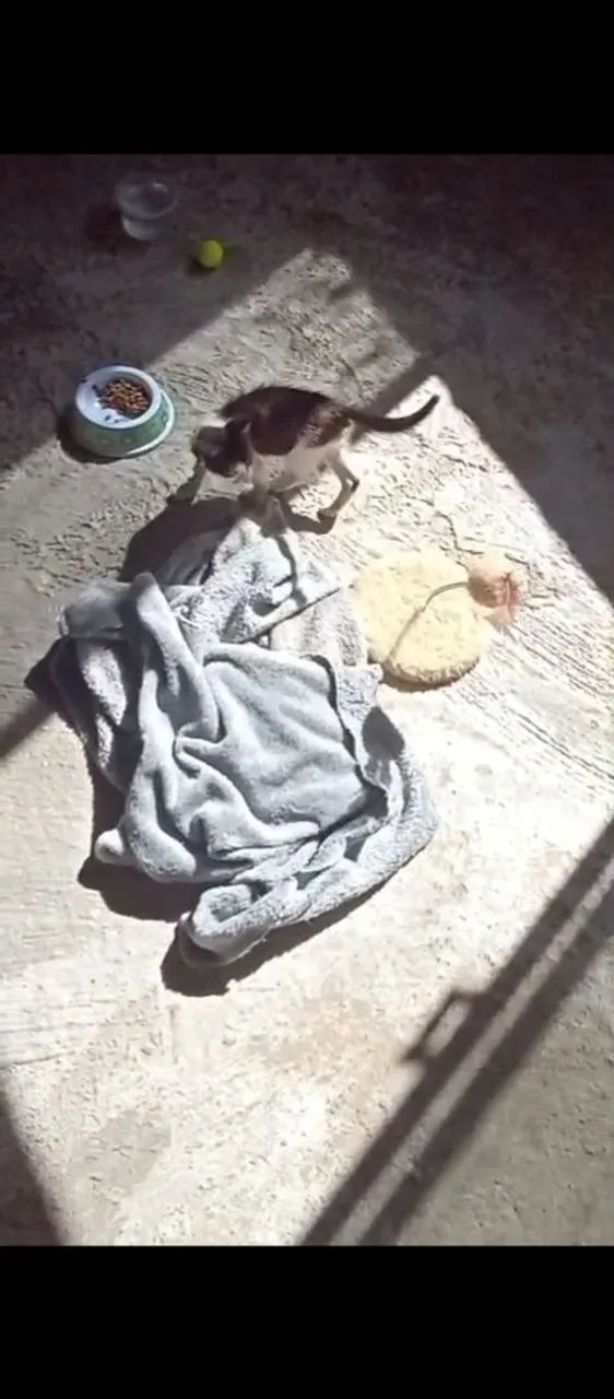 Gatinho para doação - Foto 3