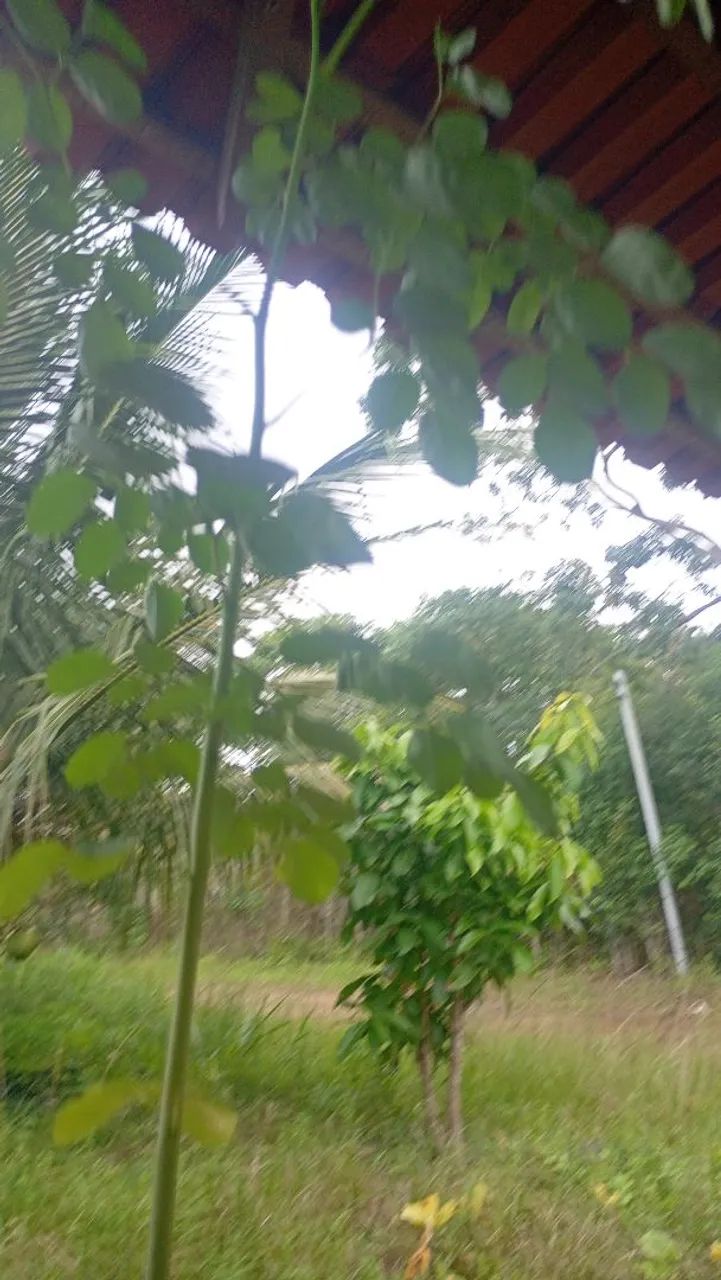 Moringa 