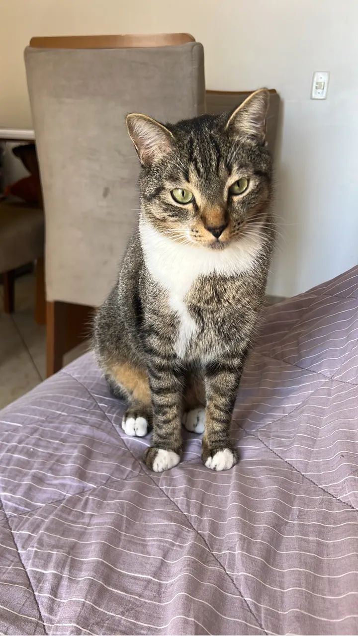 Vende-se - gatinho macho  - Foto 2