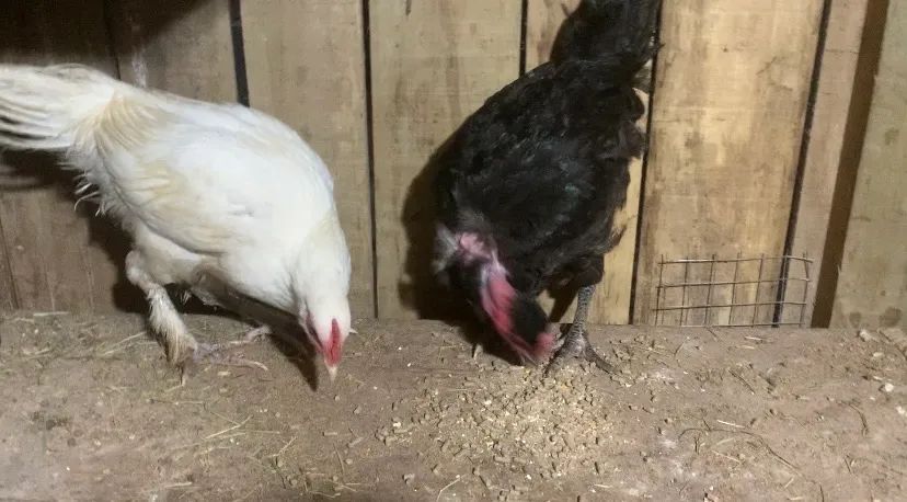 Promoção frango galinha e franga - Foto 2