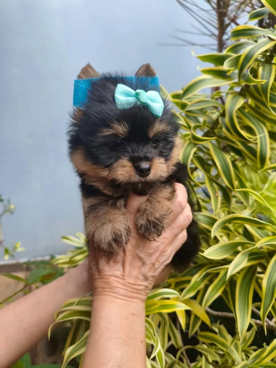 Yorkshire Terrier Macho Adorável