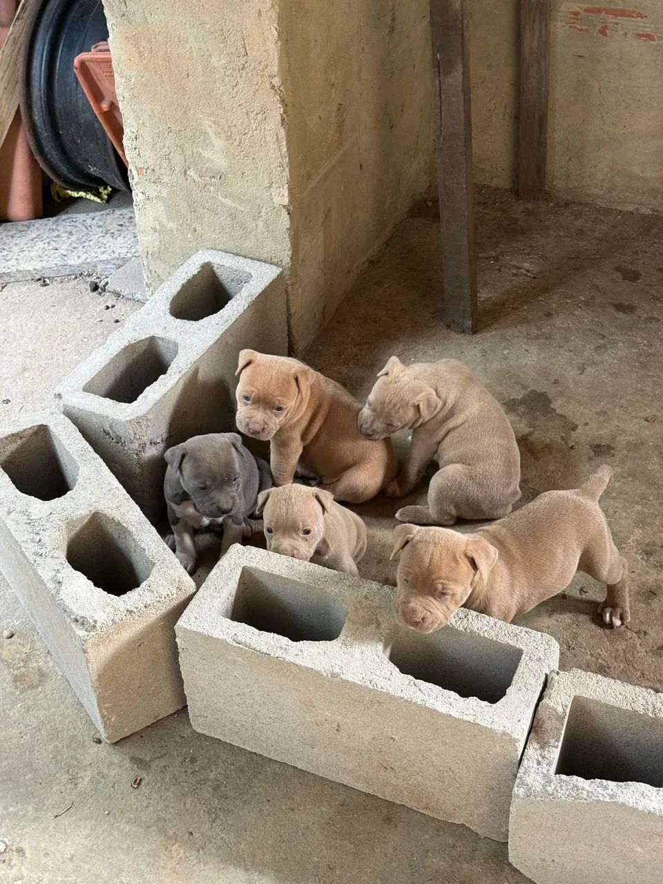 Pitbull  - Foto 5