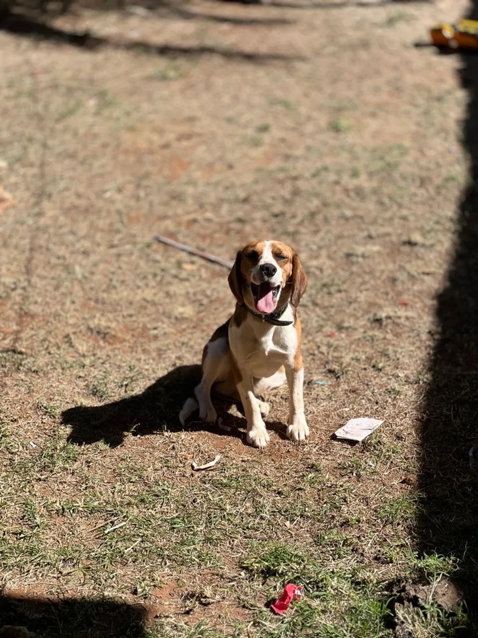 Beagle - bicolor, macho  - Foto 3