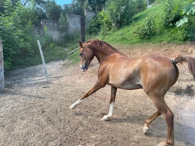 Cavalo Arabe - Foto 3