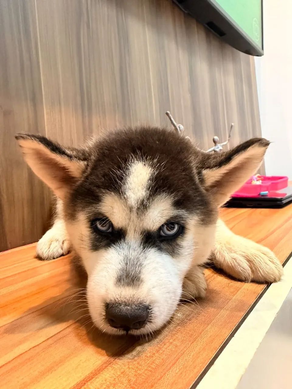 Husky siberiano  - Foto 4