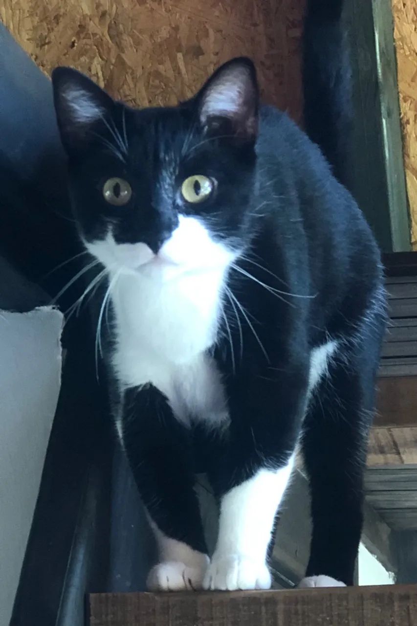 Adoção responsável Gato Gatinho - Foto 3