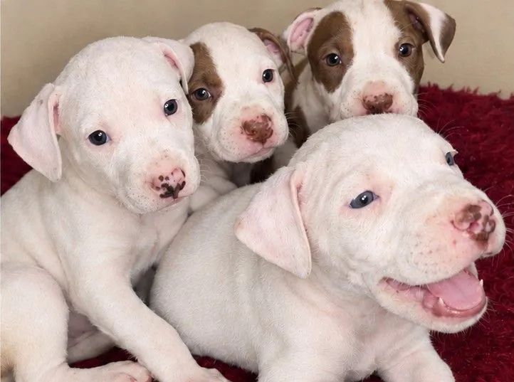 Filhotes Pit bull - Foto 5