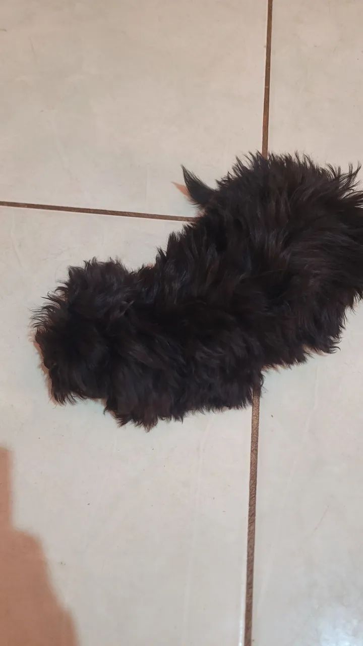 Shih tzu  - Foto 4