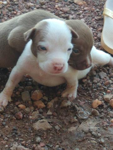Filhotes PitBull com American Bully - Foto 5
