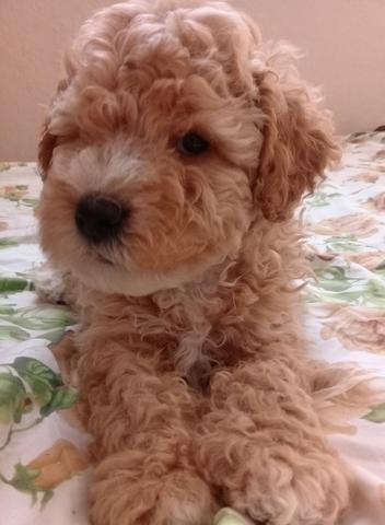 Poodle número 1 - Foto 2