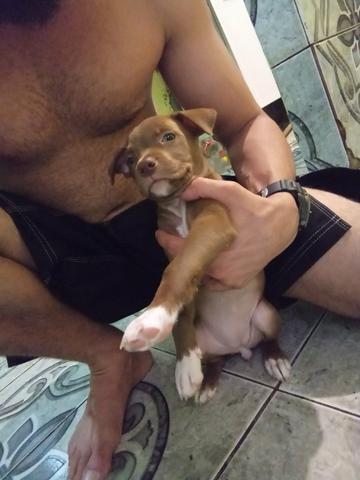 Vendo esse filhote