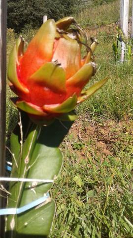 Pitaya - Foto 3