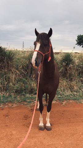 Mangalarga Paulista - Foto 2