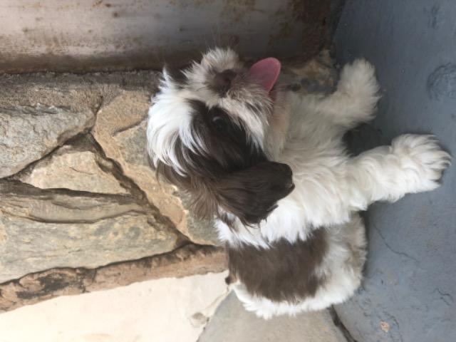 Cachorro - Foto 3