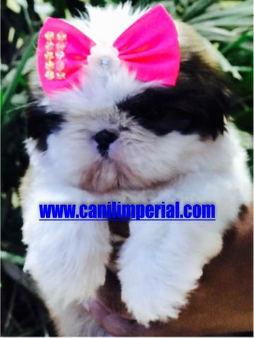 Microchipados Atestado de Saúde e Pedigree grátis Shih Tzu - Foto 2