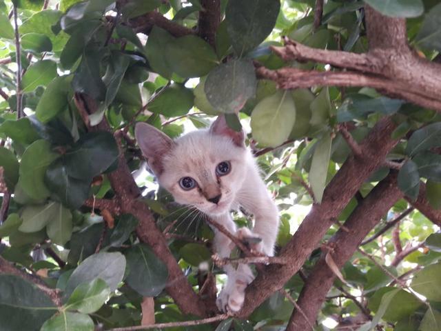 Gatinha para Adoção eu levo na sua casa