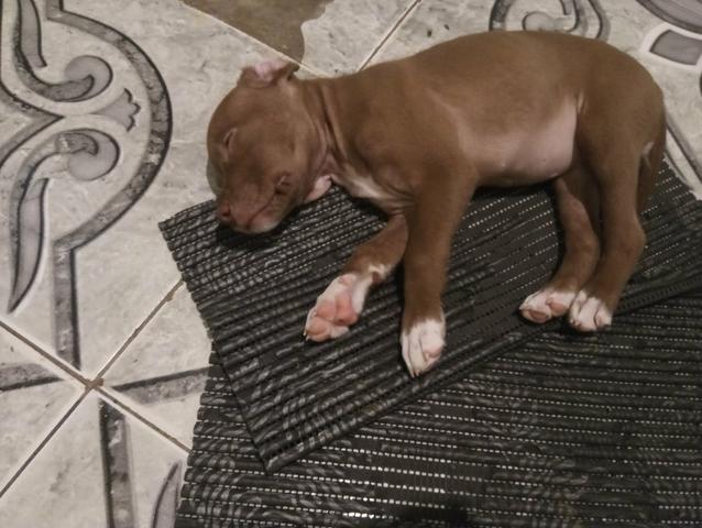 Vendo esse filhote - Foto 3