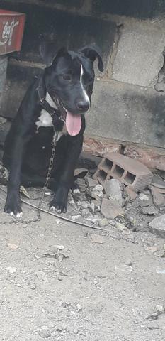 Cachorro pitbull fêmea 4meses
