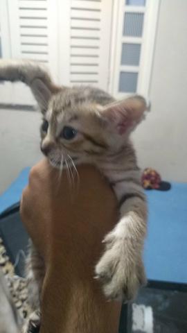 Doação gata femea mestiça - Foto 3