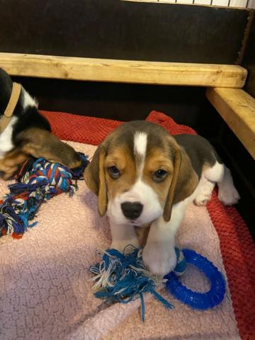 Beagle 13 polegadas, bicolor e tricolor, com suporte veterinário gratuito! - Foto 2