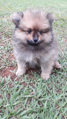 Spitz Alemão anão macho - Foto 2