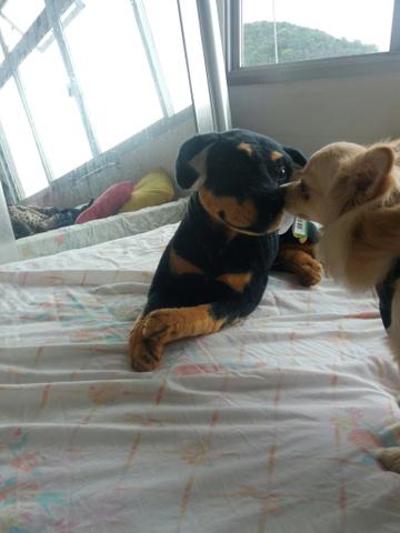 Tomo conta do seu cãozinho
