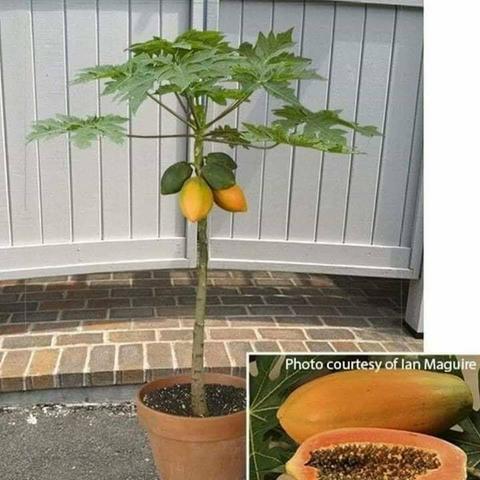 Jardinagem ferramentas- Aprenda a construir uma horta usando 1 m² do seu quintal - Foto 2