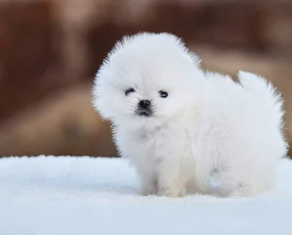 Lulu da pomerania anão - Foto 3