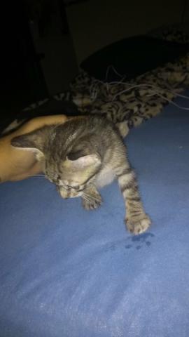 Doação gata femea mestiça