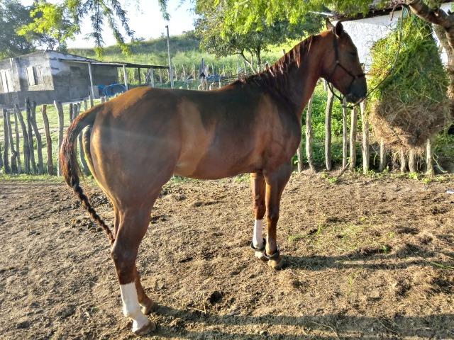 Cobertura (não estou vendendo o cavalo é apenas a cruza) - Foto 4